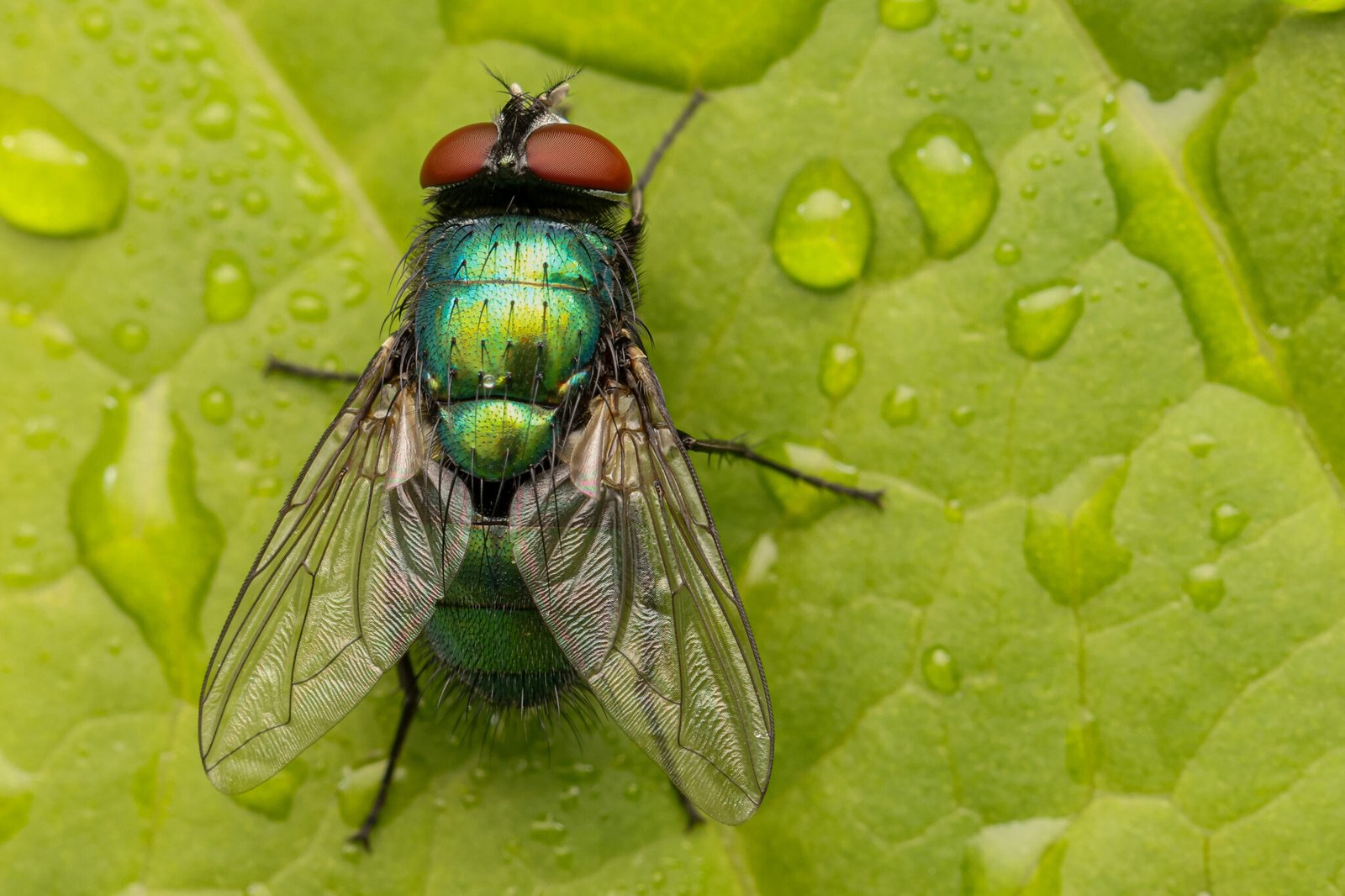 Strandkorn-Insekten-01