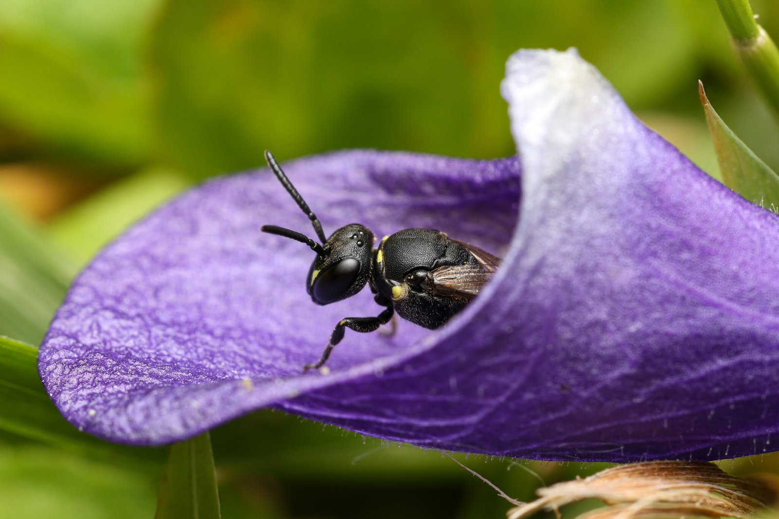 Strandkorn-Insekten-02