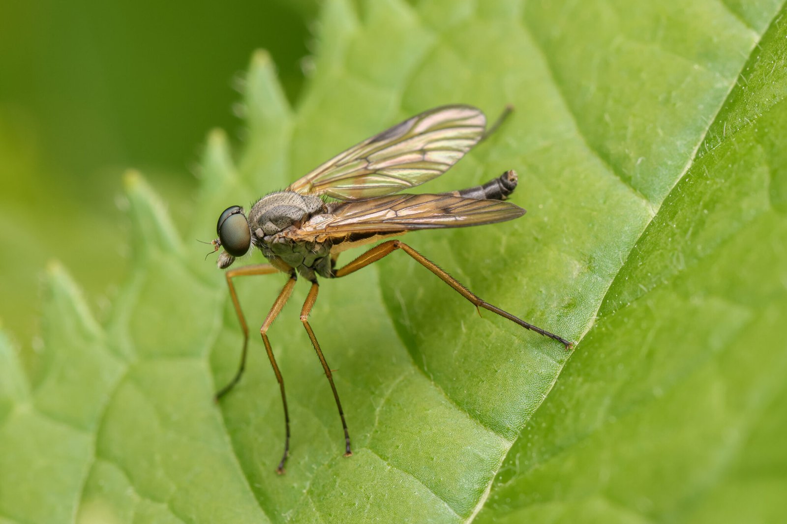 Strandkorn-Insekten-04
