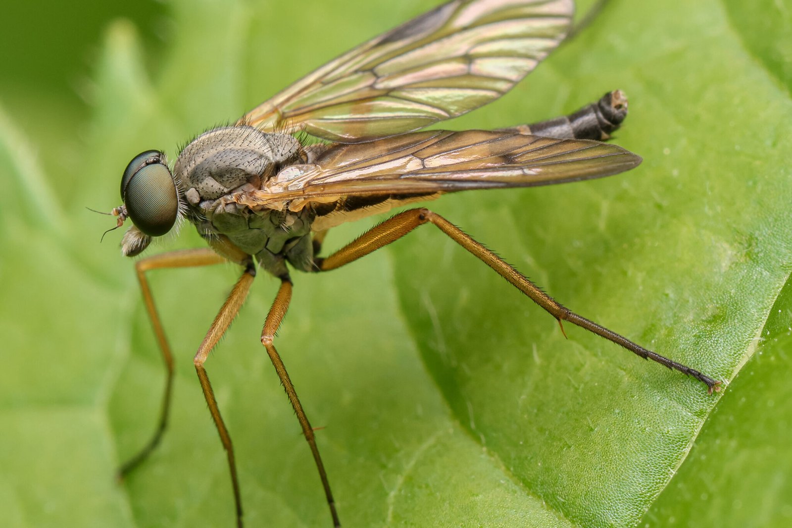 Strandkorn-Insekten-05