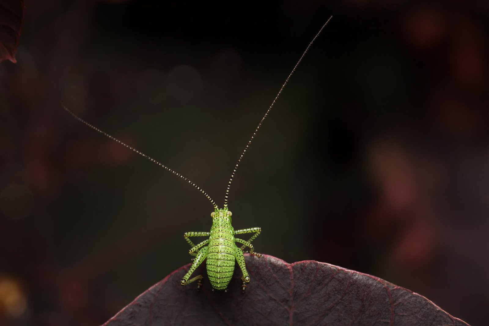 Strandkorn-Insekten-06