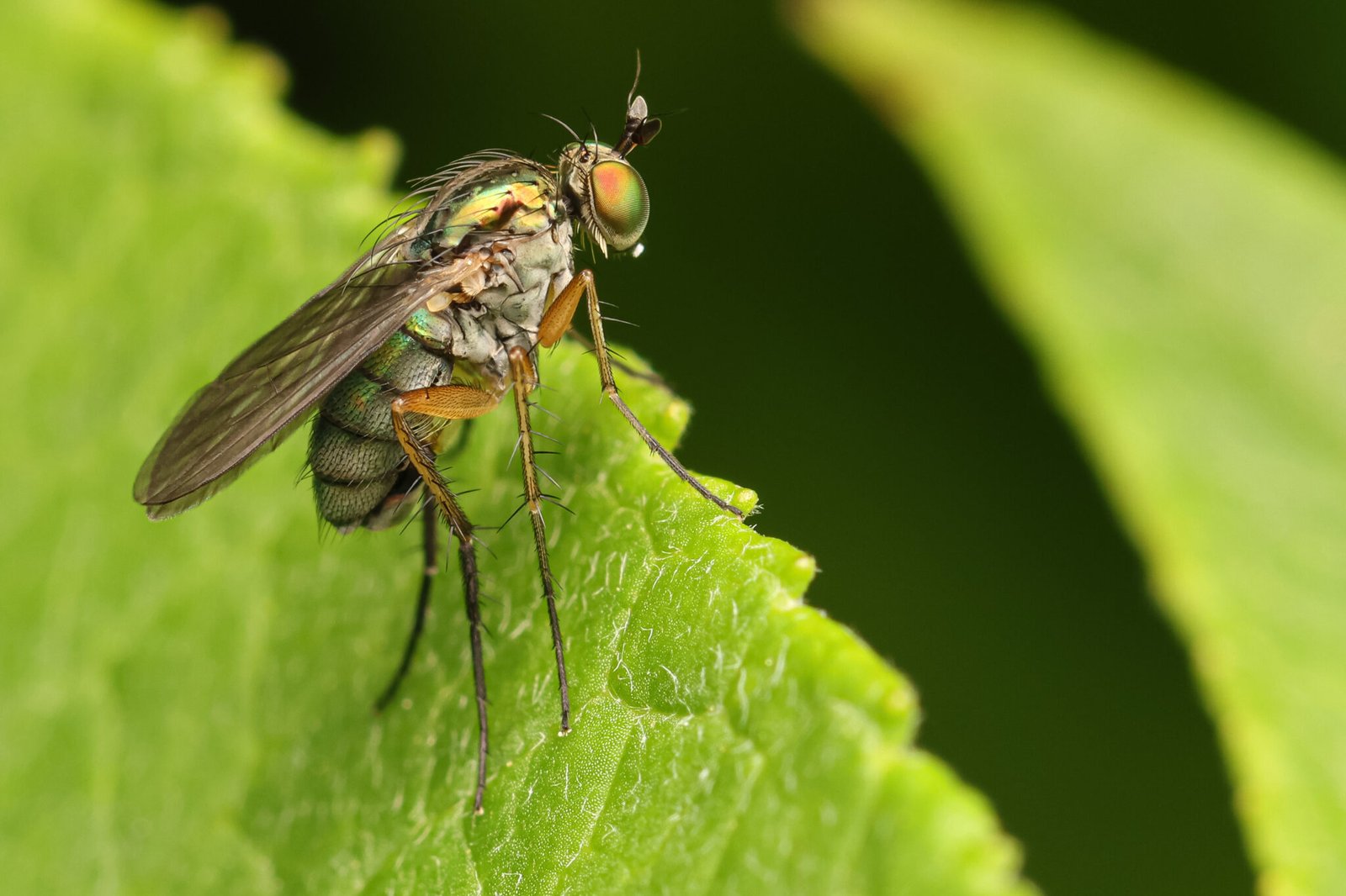 Strandkorn-Insekten-07