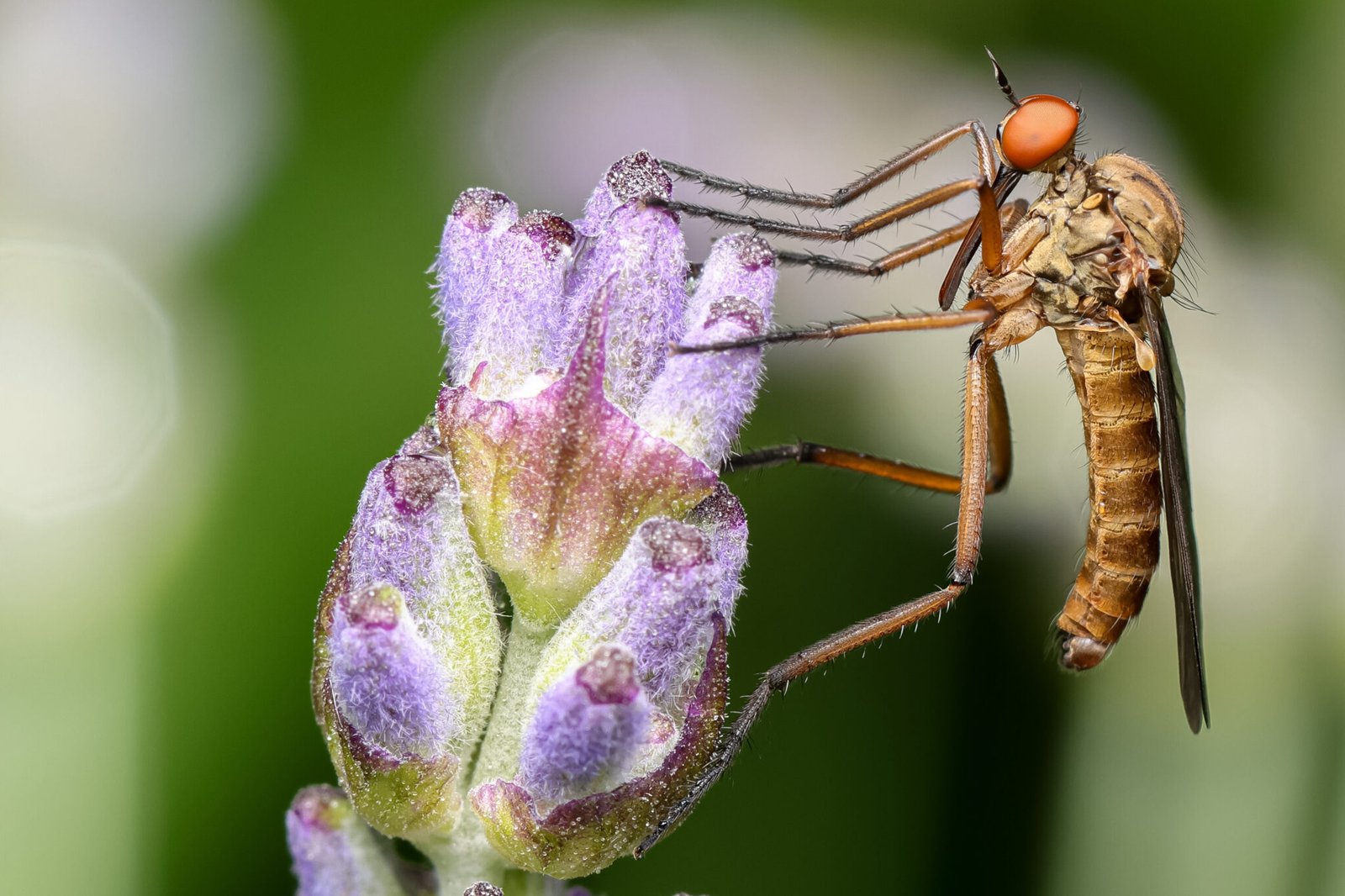 Strandkorn-Insekten-10