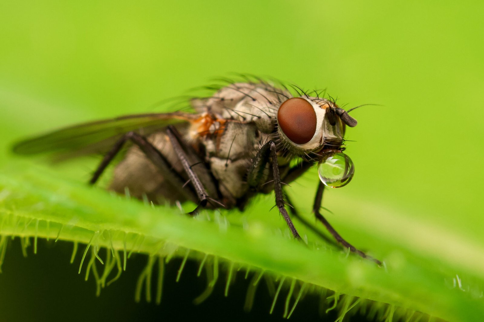 Strandkorn-Insekten-11