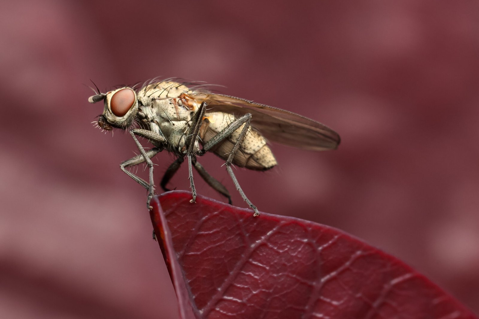 Strandkorn-Insekten-12