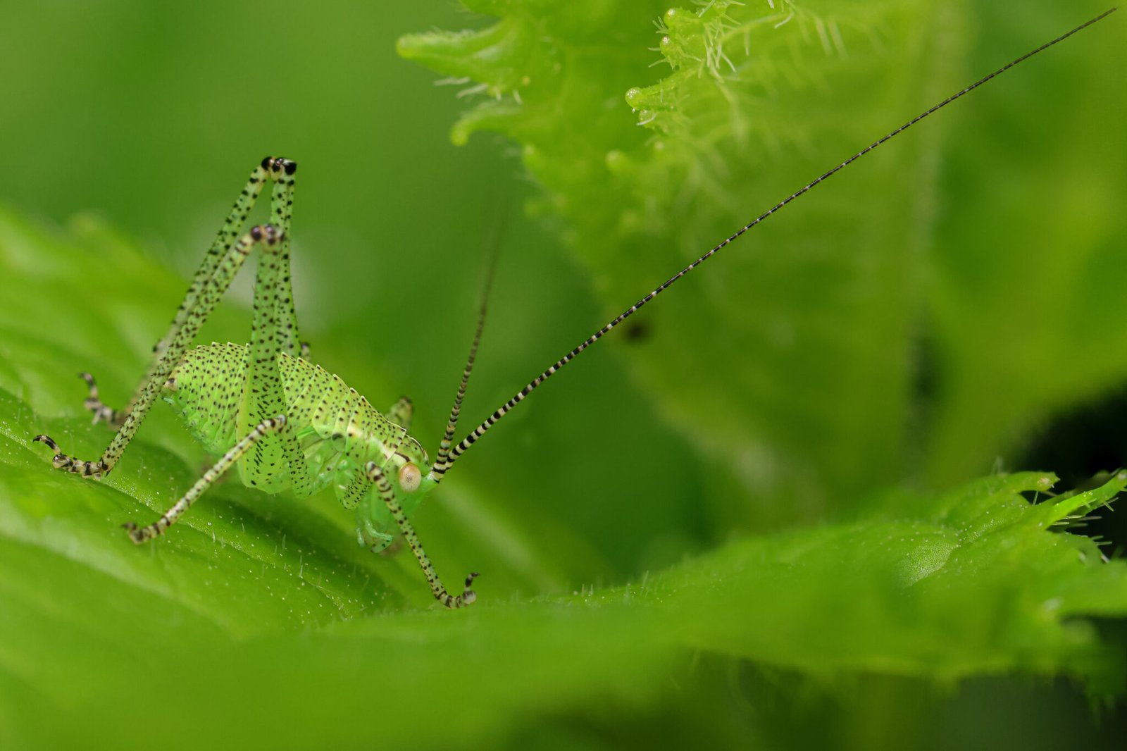 Strandkorn-Insekten-13
