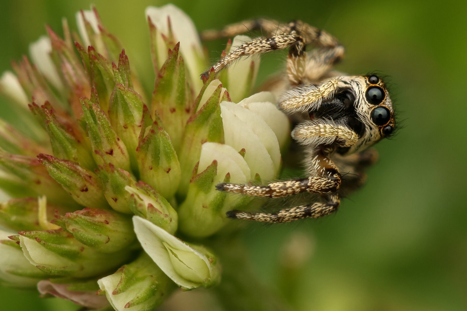 Strandkorn-Spinnen-04