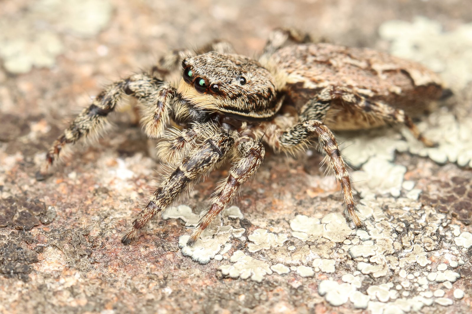 Strandkorn-Spinnen-05