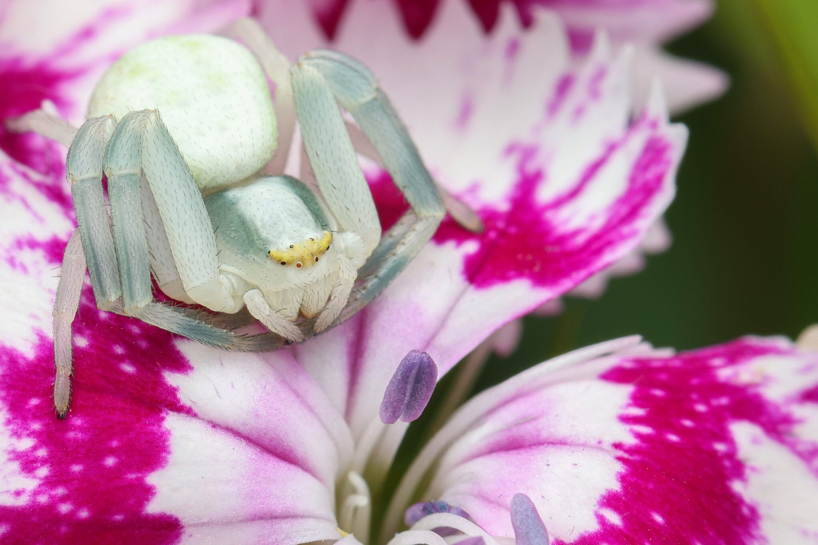 Strandkorn-Spinnen-06