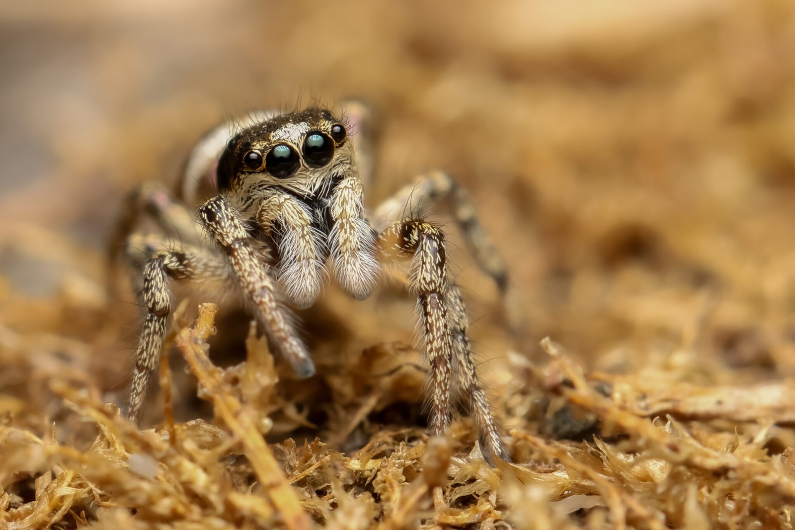 Strandkorn-Spinnen-07